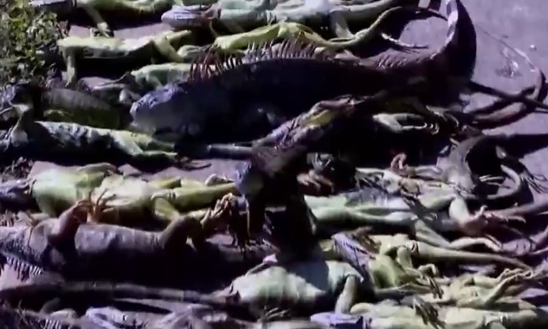 גשם של זוחלים: גל הקור הקיצוני בארה"ב גורם לאיגואנות "ליפול מהשמיים"