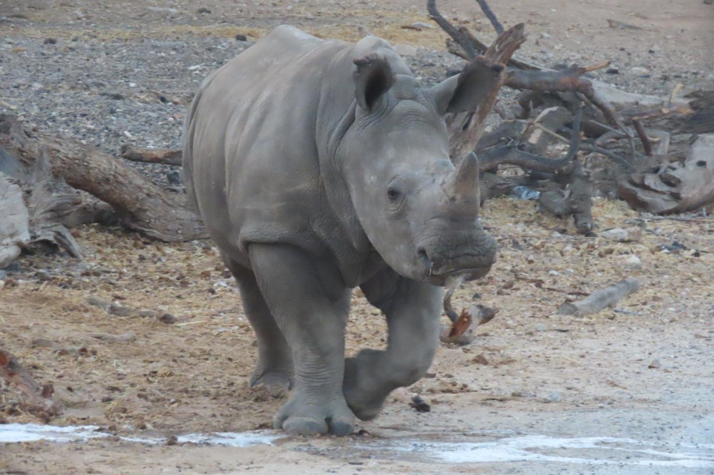 שירה ענבר דנין ויפעת אייל, ספארי