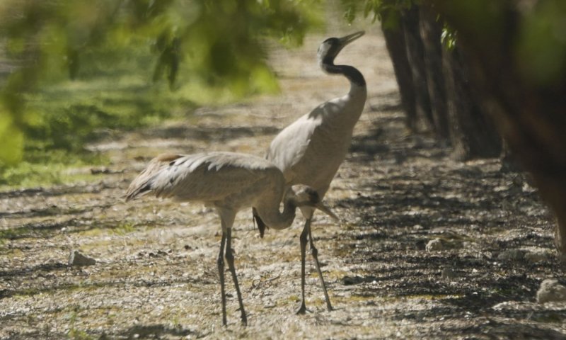 רגע מיוחד בטבע: עגורה מלמדת עגור צעיר לאכול שקדים בעמק החולה