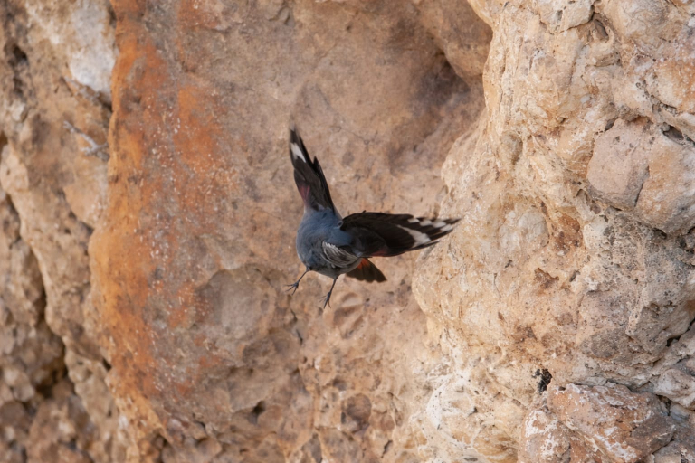 שרית דהן, רשות הטבע והגנים