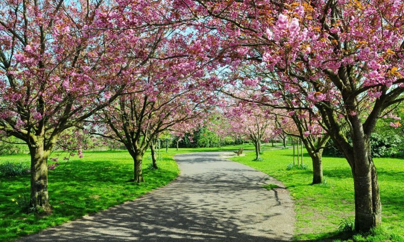 "נוטעים יחד - קק״ל למען ישראל״: חג האילנות ביערות, בפארקים ובקהילה- אירועי ט"ו בשבט עם קק"ל