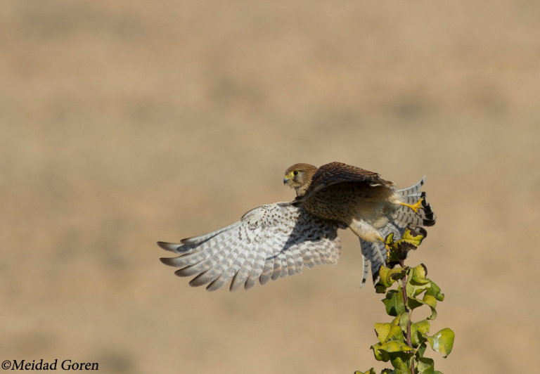 מידד גורן, החברה להגנת הטבע