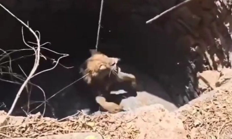 דרמה בהודו: אריה שנפל לבור מים חולץ ונכלא מיד