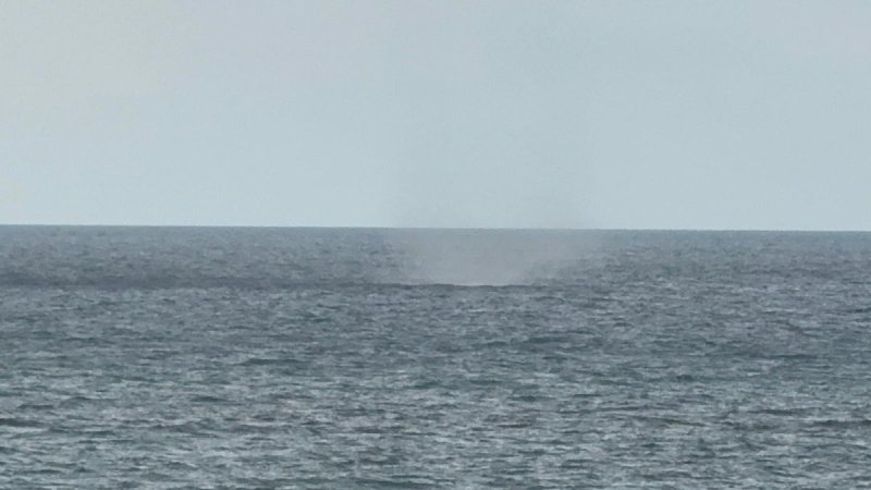 שלומית שביט, רשות הטבע והגנים