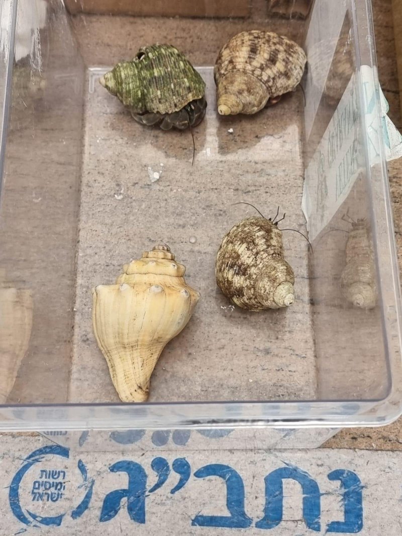 דוברות רשות המסים 