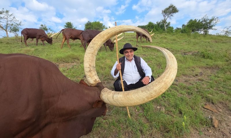הזוי: כרמלי מצא עדר של מאות פרות אדומות &bull; צפו