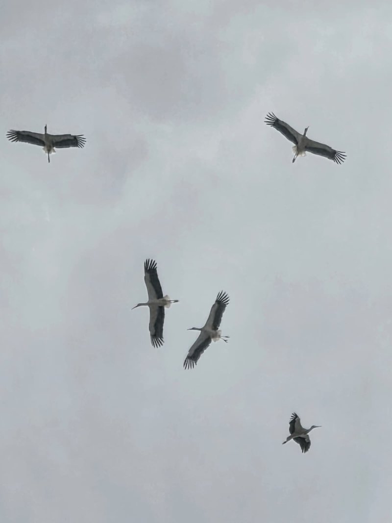 איליה בסקין ועידן יצחקיאן, רשות הטבע והגנים