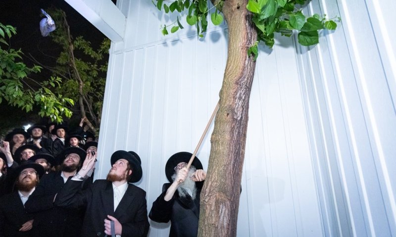 האדמו"ר ערך באישון ליל שילוח הקן בישיבה שלא עקרה את עצי הפרי