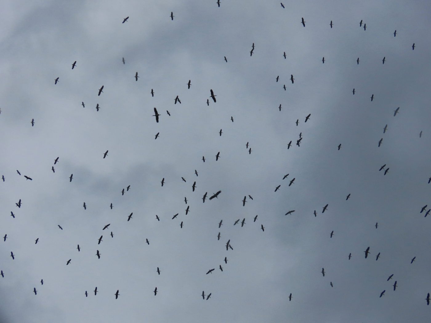 עינבר שלומית רובין, אגמון החולה-קק"ל