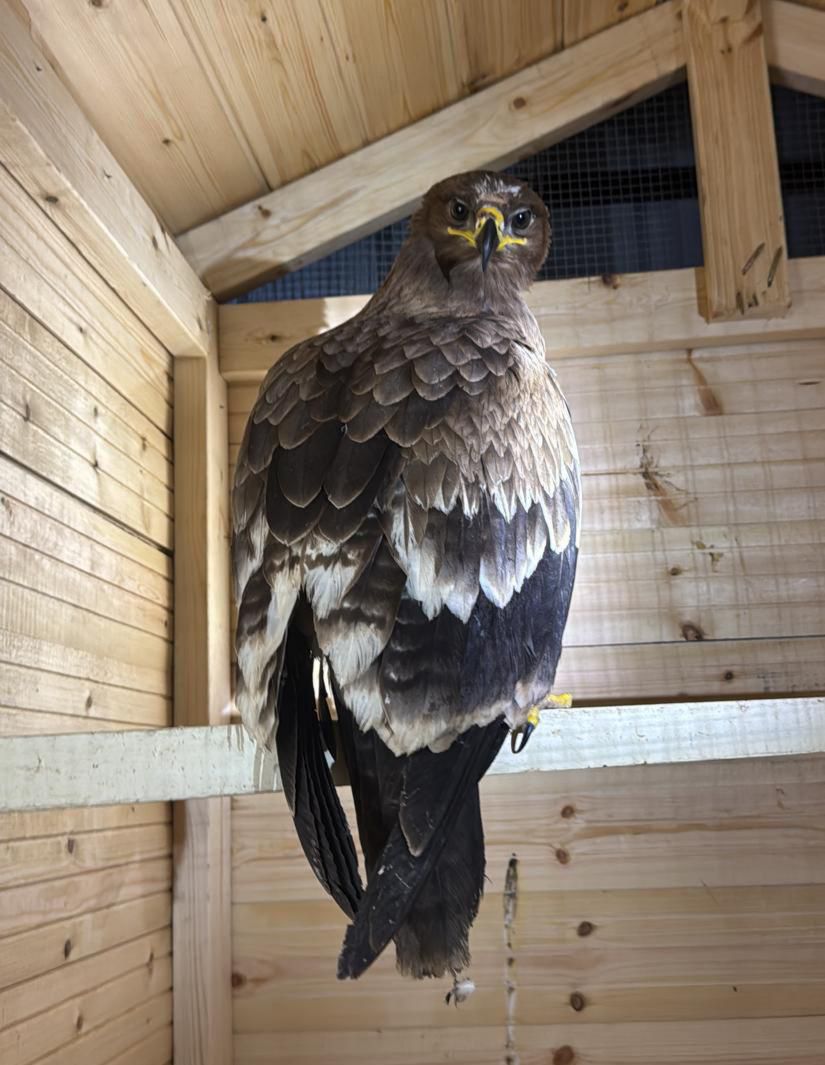 דוברות המשטרה 