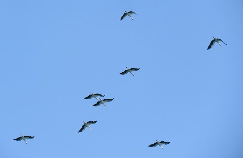 איליה בסקין ועידן יצחקיאן, רשות הטבע והגנים