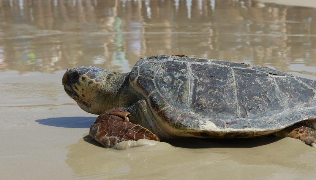  רויטל מזרחי מתנדבת רשות הטבע והגנים