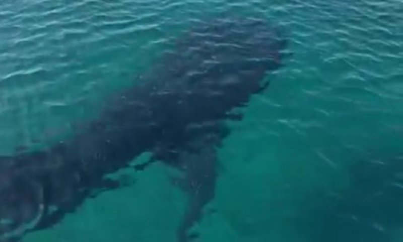 אורח מרשים במפרץ: כריש לוויתן באורך 5 מטרים נצפה הבוקר באילת