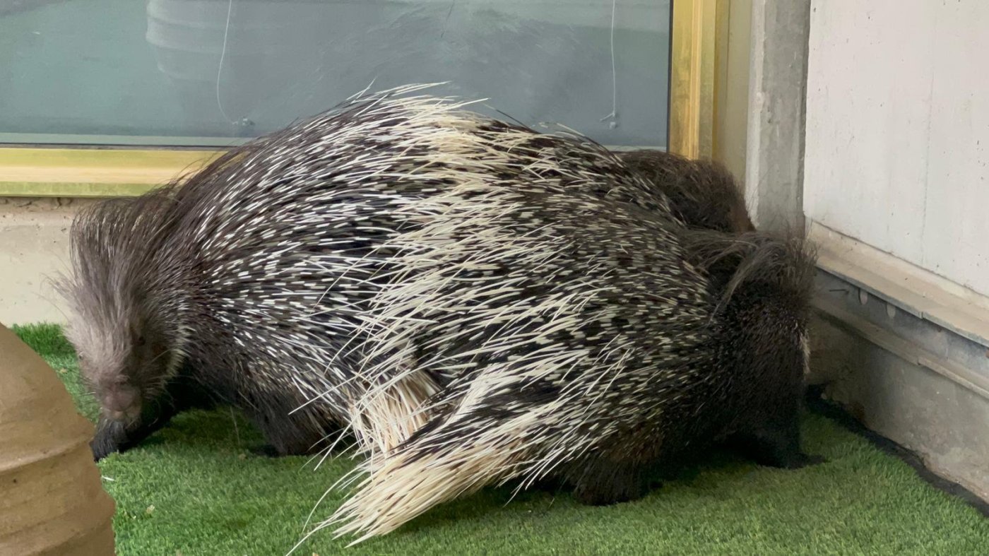 ח"כ מירב כהן.