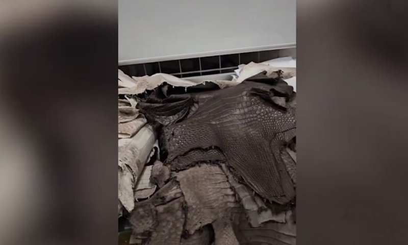 הברחה יוקרתית בשדה התעופה שרמטייבו: נתפסו 50 עורות תנין בשווי עשרות אלפי שקלים