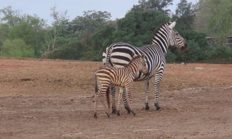 תיעוד מתוק: סייח זברה חדש נולד בספארי