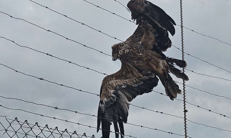 מבצע חילוץ מסוג אחר: לוחמים ומתנדבים הצילו עיט שמש נדיר שנלכד בגדר תיל