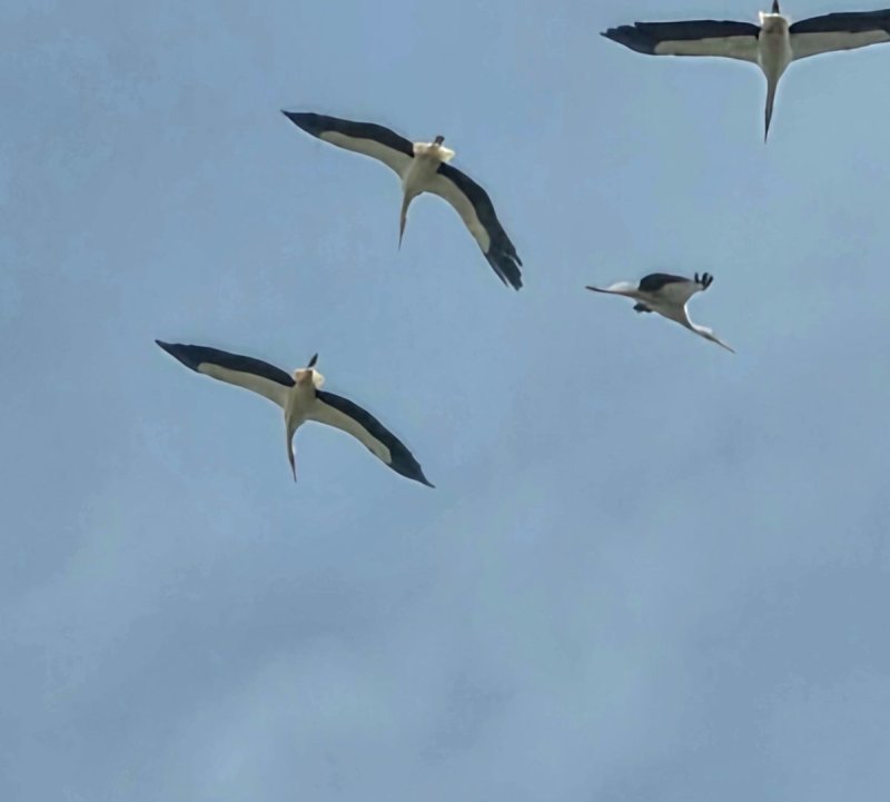 איליה בסקין ועידן יצחקיאן, רשות הטבע והגנים