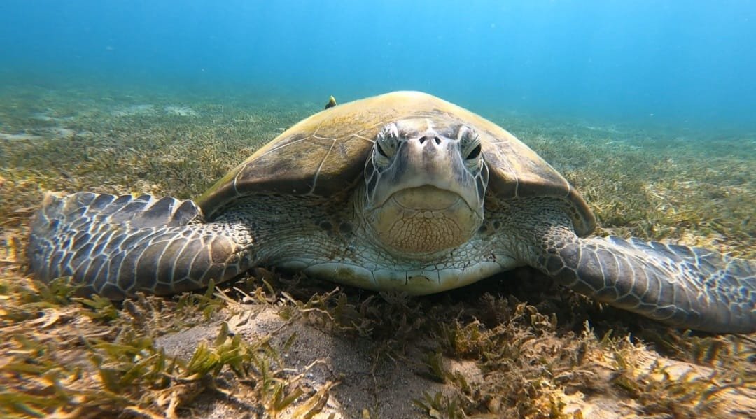 יונתן יפרח.