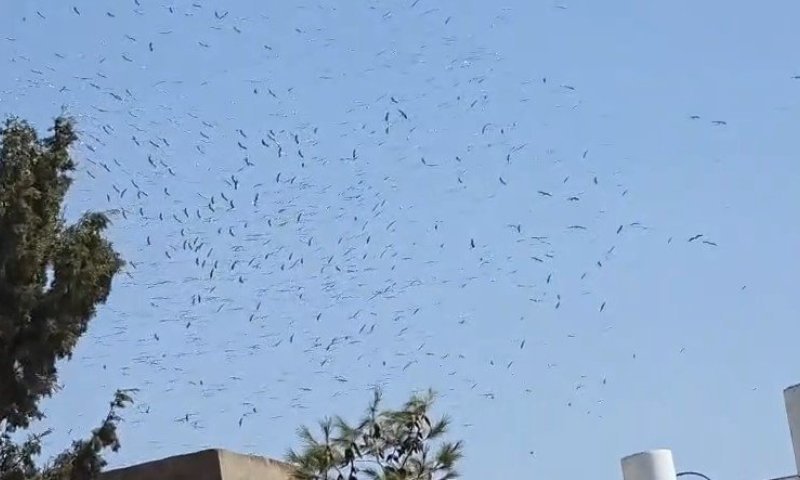 תיעוד מרהיב: להקת חסידות בריקוד מסורתי מעל נווה יעקב