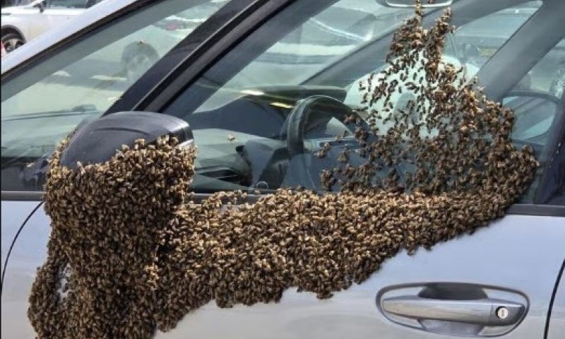 "נקמת הדבוראים" מלבנון? האמת מאחורי הקונספירציה שהסעירה את הרשת