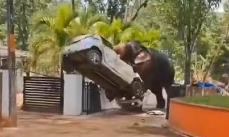 הודו: פיל בשבי השתולל והרג אדם; נזק כבד לרכוש