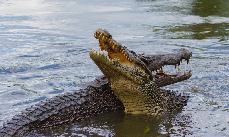 טרגדיה באינדונזיה: ילד בן 10 נטרף בנהר בידי תנין