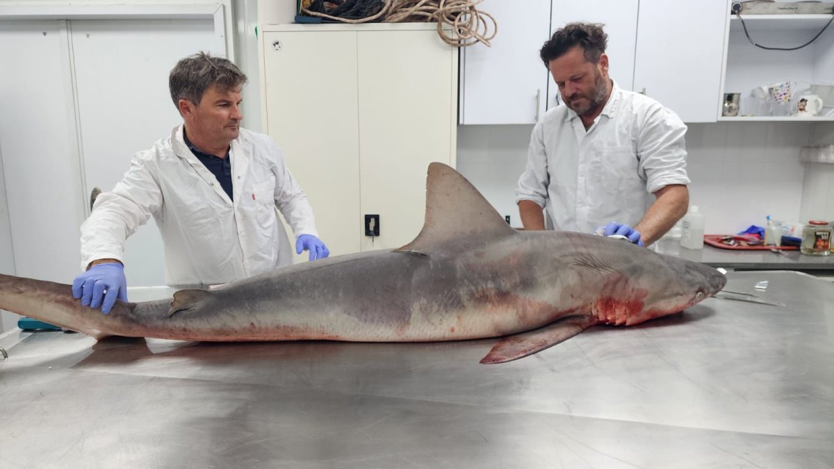 איליה בסקין רט"ג