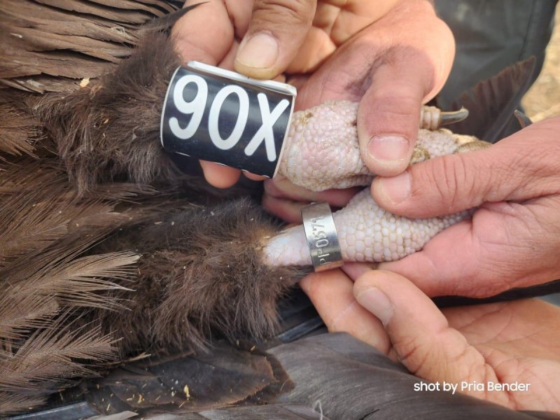 נועם נוסבוים