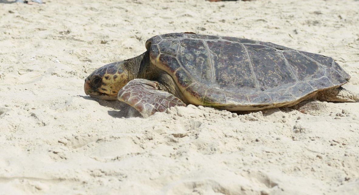  רויטל מזרחי מתנדבת רשות הטבע והגנים