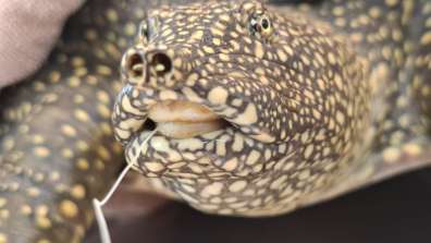 ד''ר יניב לוי, רשות הטבע והגנים