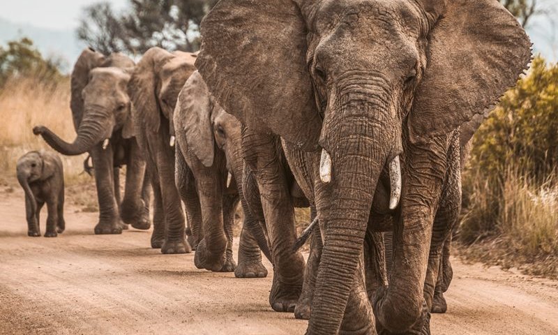 7 פילים נדרסו מרכבת מהירה: 5 קרונות ירדו מהפסים