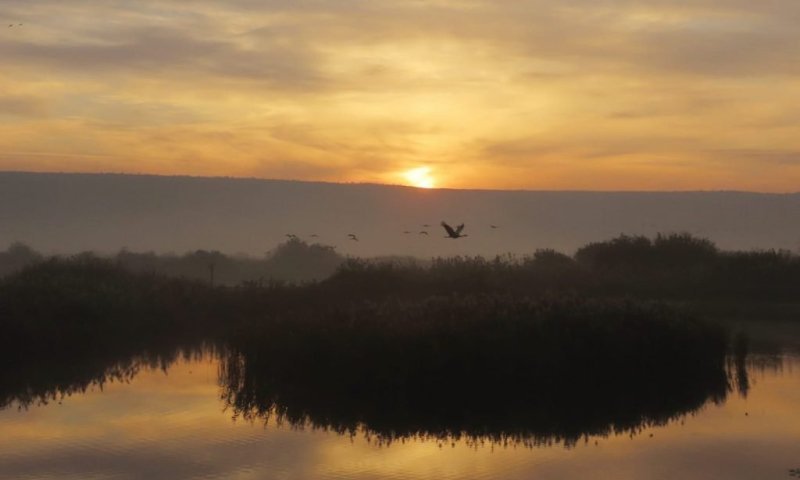 חורף מרהיב בטבע: עשרות אלפי עגורים באגמון החולה
