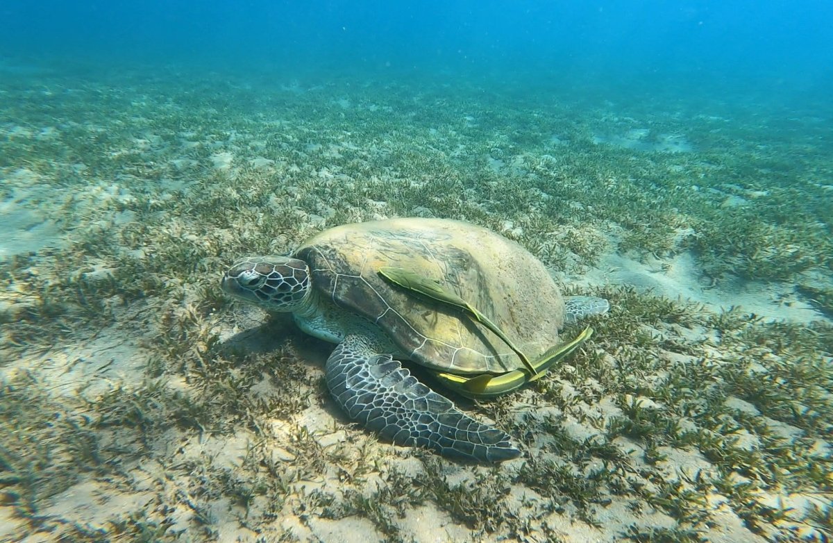 יונתן יפרח.