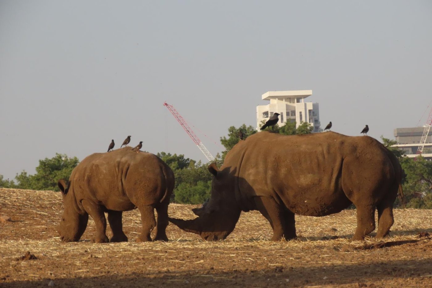 שירה ענבר דנין ויפעת אייל, ספארי