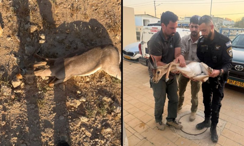 נפגע מרכב חולף: שוטרים חילצו גור צבי פצוע בדרום 
