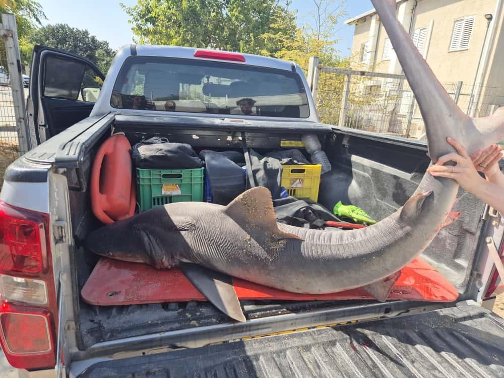 איליה בסקין רט"ג