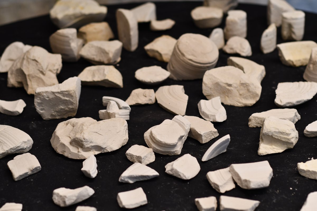 יולי שוורץ / אמיל אלג'ם, רשות העתיקות