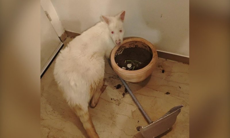 קנגרו לבן וחיות אקזוטיות חולצו מדירה בתל אביב: החשוד נעצר