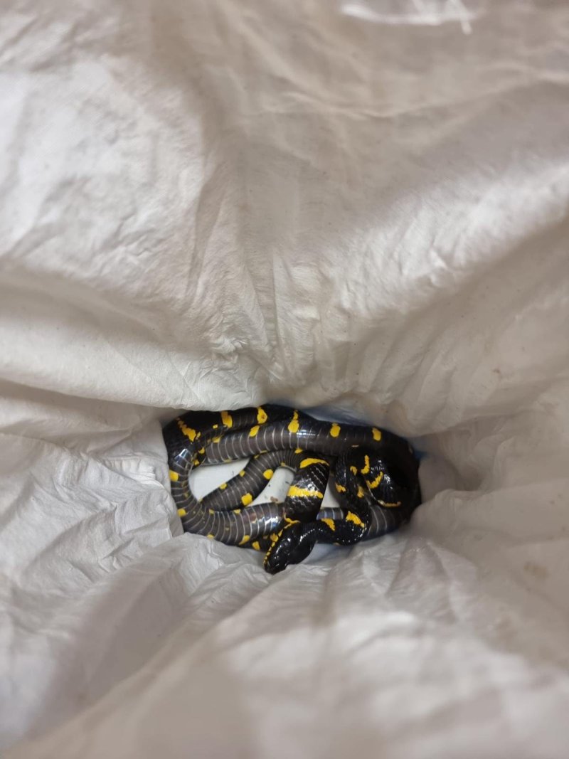 דוברות רשות המסים 