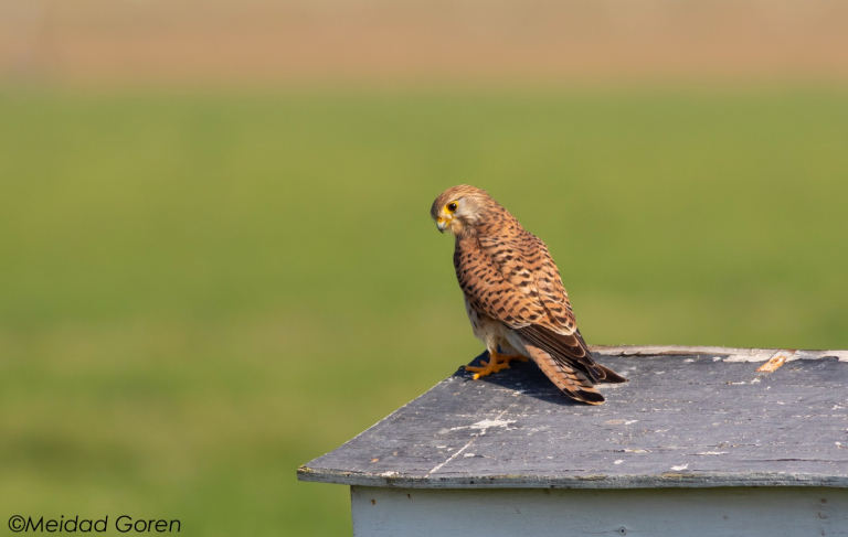 מידד גורן, החברה להגנת הטבע