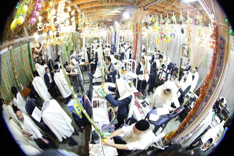 שלומי טריכטר ומ.פ