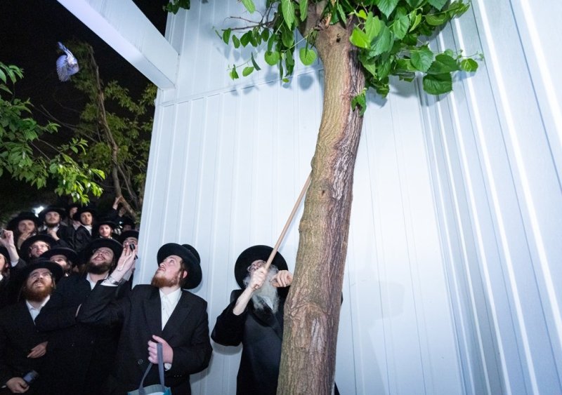 האחים לאנטשעווסקי
