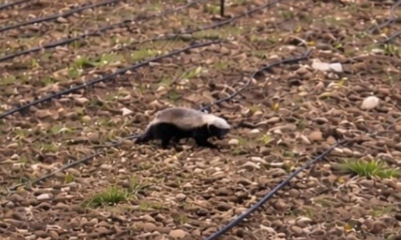 הטורף הנדיר ביותר בישראל הופיע בשדה בצפון: גירית דבש נתפסה בעדשת המצלמה