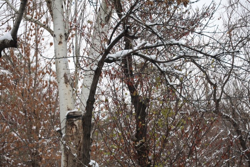 צילום: מרדכי לובעצקי