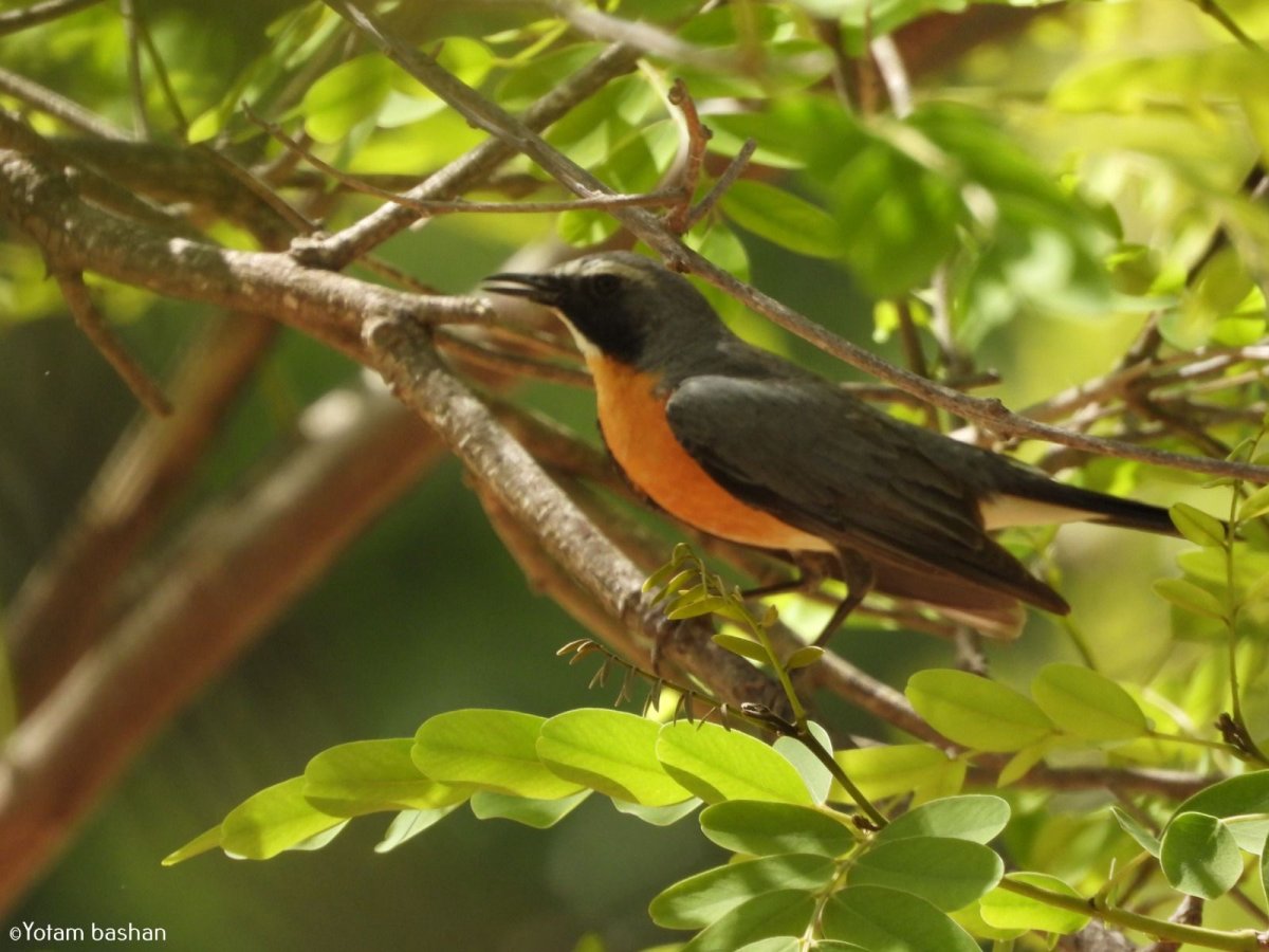 יותם בשן, החברה להגנת הטבע