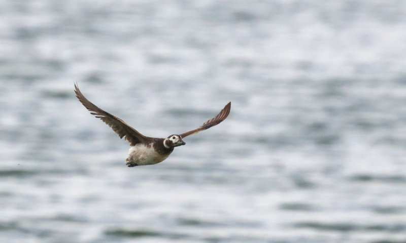 אורחת נדירה מהקוטב: ברווז קרח נצפה בצפון לראשונה מזה 40 שנה