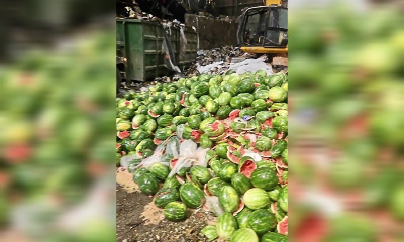 מכת אבטיחים בישראל: וירוס חריג השמיד כאלף דונם של גידולים