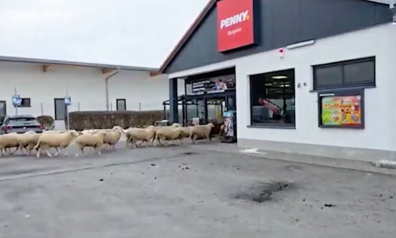 גרמניה: עשרות כבשים הסתערו על סופרמרקט וזרעו הרס