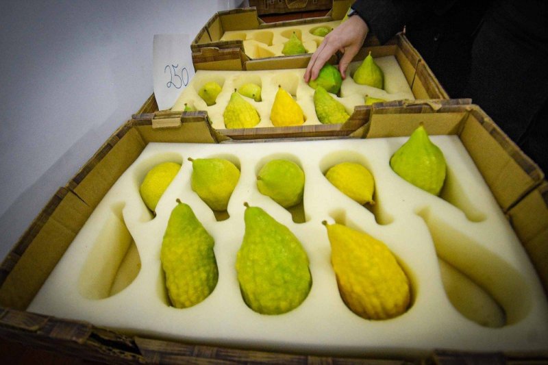 ארי קופרשטוק